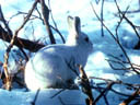 Artic Hare in Snow