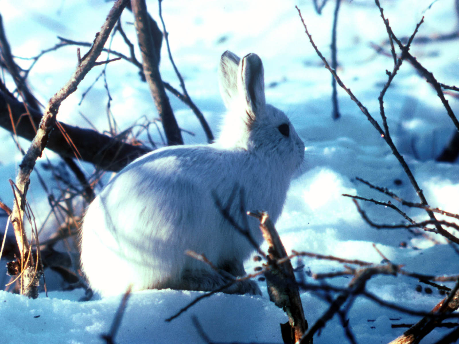 На территории региона можно будет охотиться на лисицу, зайца-беляка и…