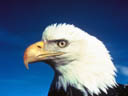 Bald Eagle Head