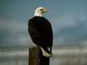 Bald Eagle on Post