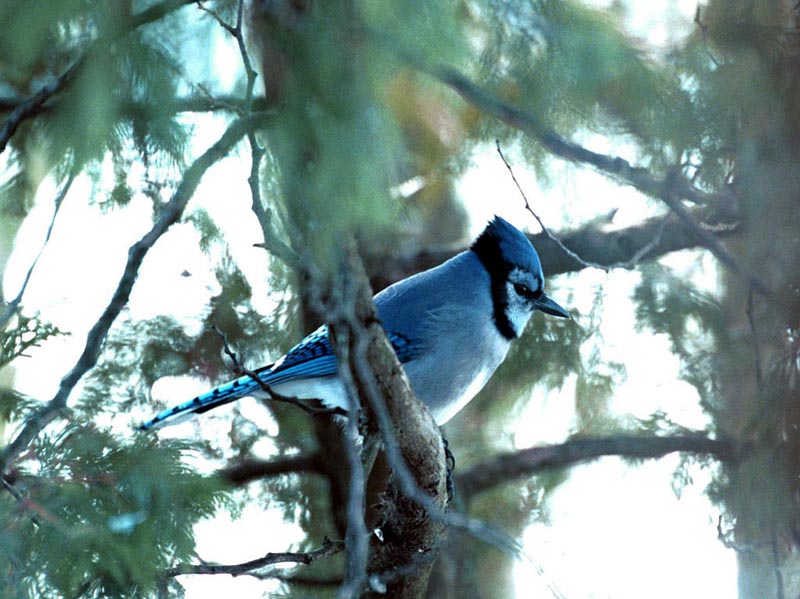 Blue Jay wallpaper