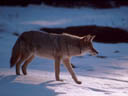 Coyote on Snow