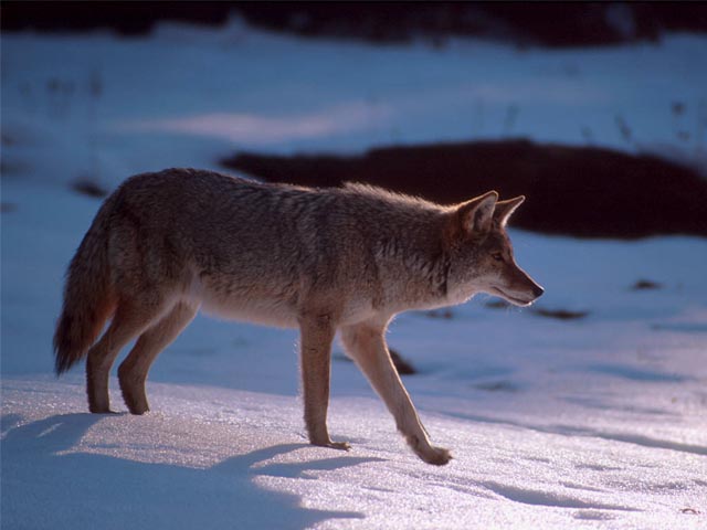 Coyote on Snow wallpaper