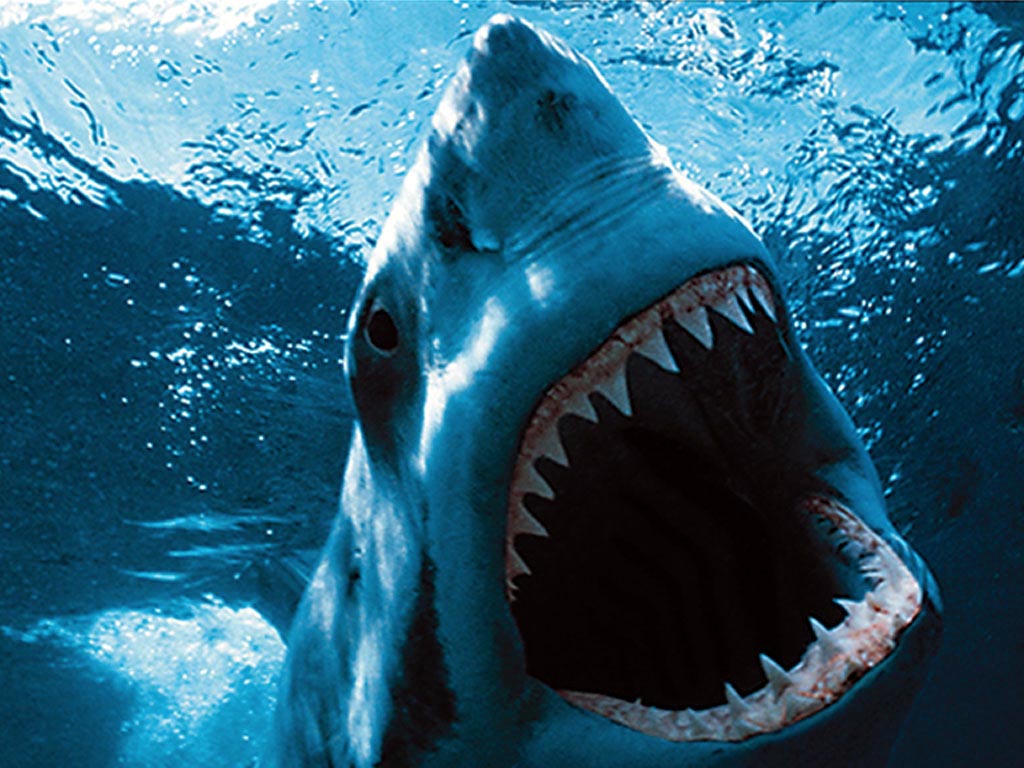 Great White Shark wallpaper