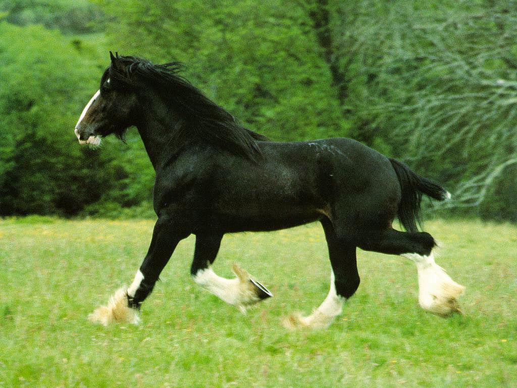 Draft Horse wallpaper