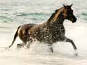 Horse in the Surf
