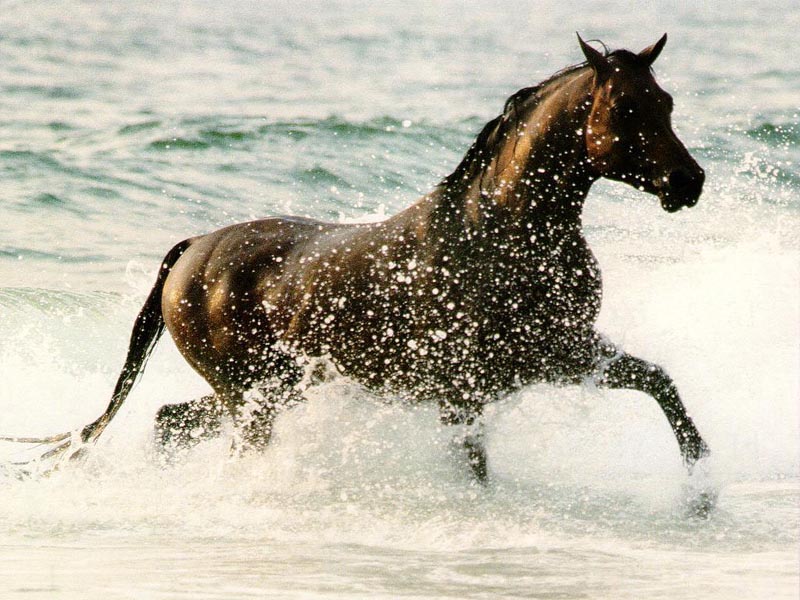 Horse in the Surf wallpaper