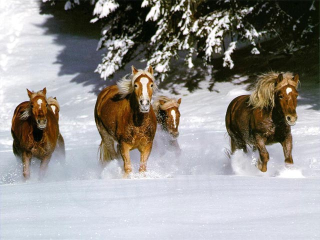 Horses in Snow wallpaper