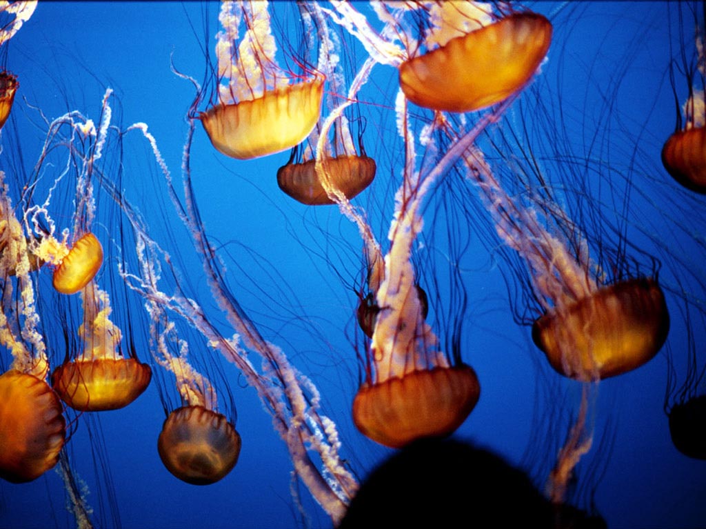 Jelly Fish wallpaper