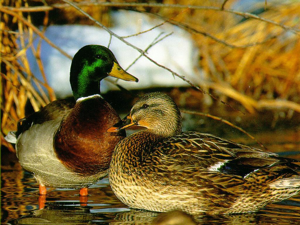 Mallards wallpaper