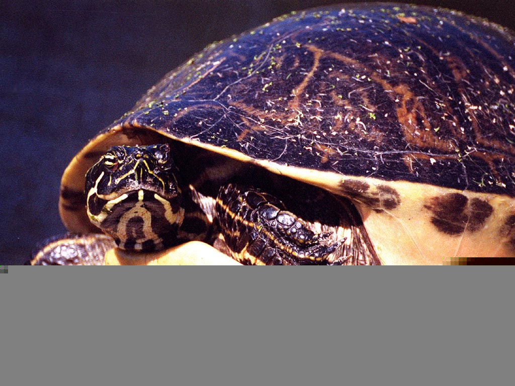 Red Belly Turtle wallpaper