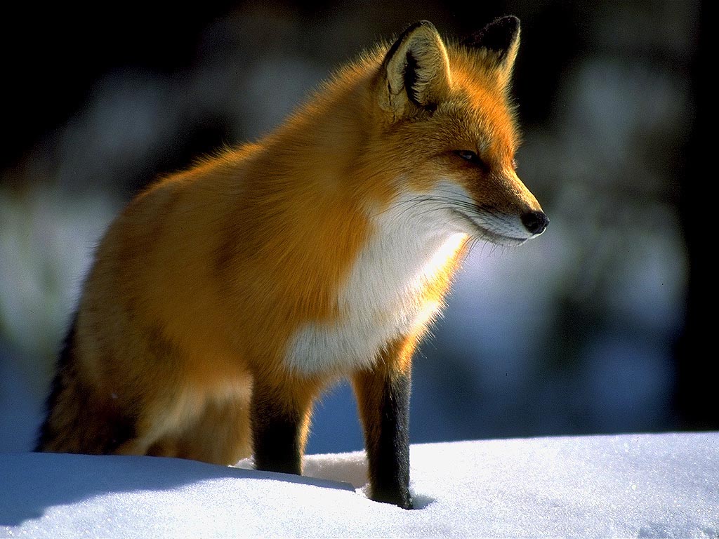 Red Fox wallpaper