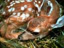 Resting Fawn