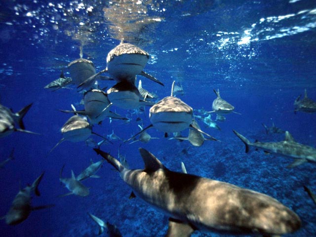 Sharks at Bikini Atoll wallpaper