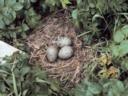 Spotted Gull Nest