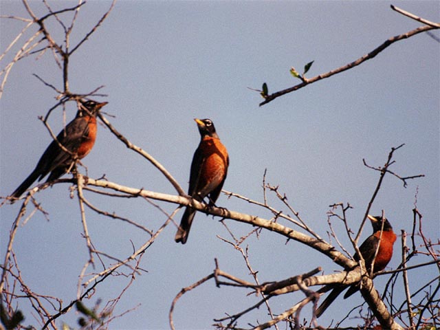 Three Robins wallpaper