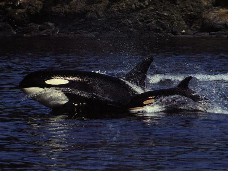 Orca With Baby wallpaper