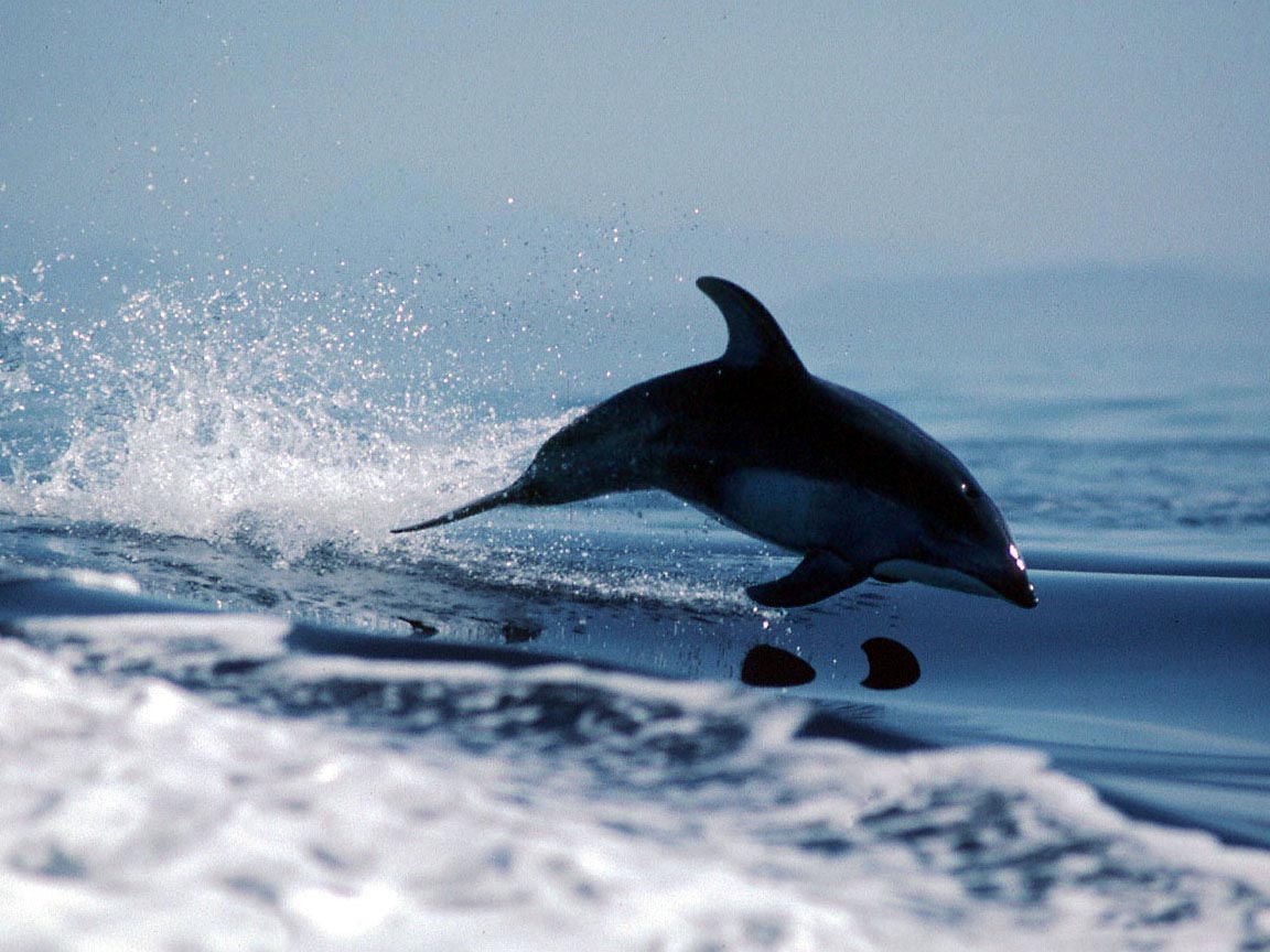 Pacific Whitesided Dolphin wallpaper