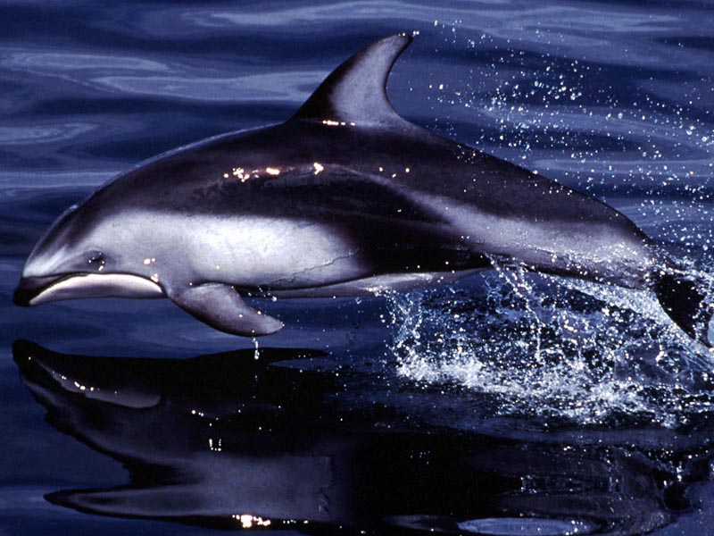 Pacific Whitesided Dolphin Closeup wallpaper