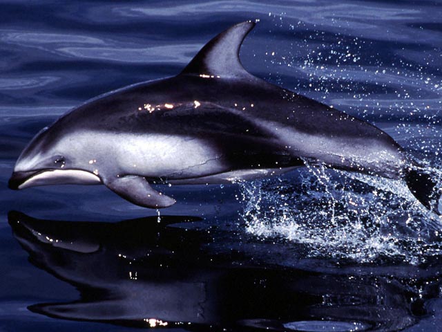 Pacific Whitesided Dolphin Closeup wallpaper
