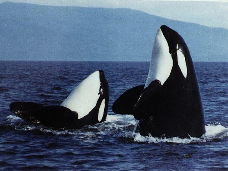 Two Orcas wallpaper
