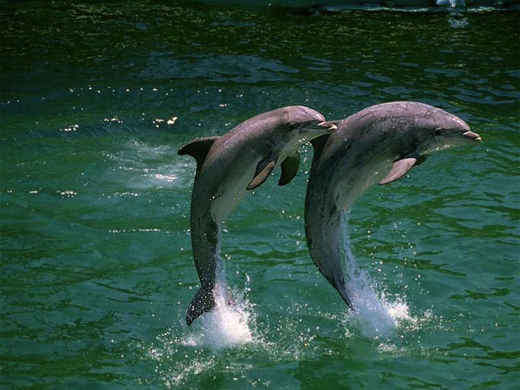 Two Dolphins Leaping wallpaper