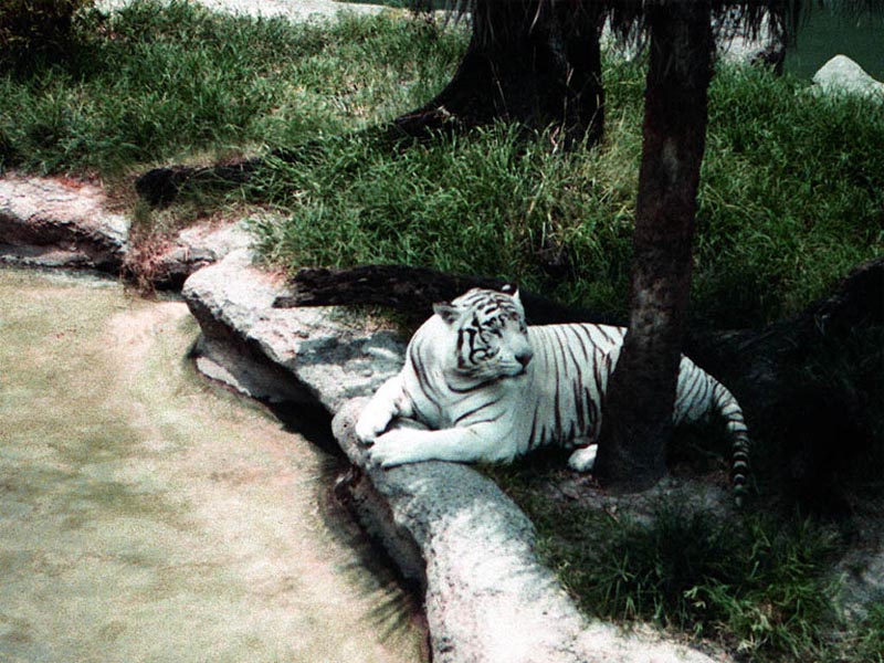 White Tiger wallpaper