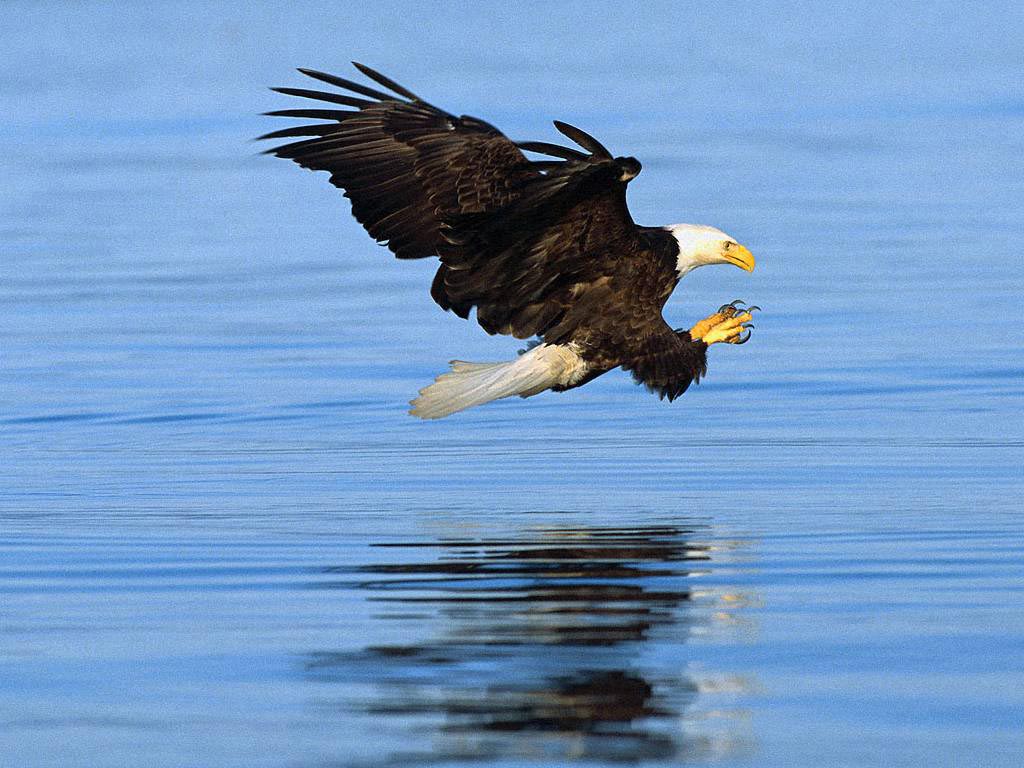 bald eagle pictures