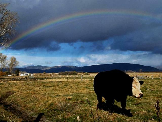 Rainbow and Cow wallpaper
