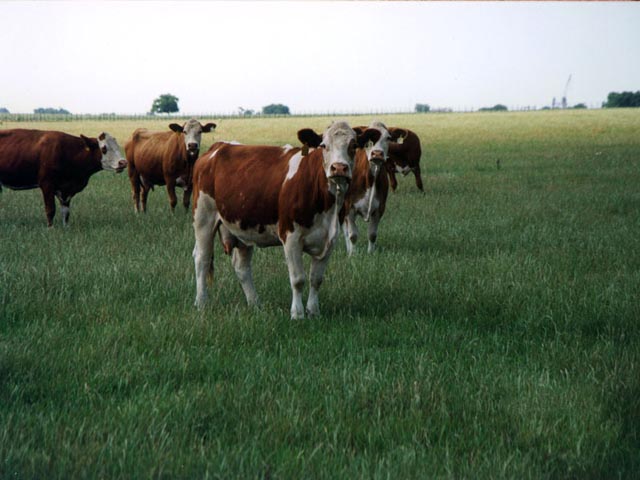 Cows in a Field wallpaper