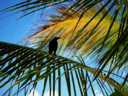 Crow in Palm Tree