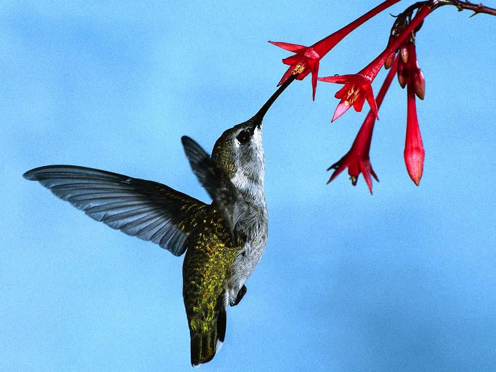Hummingbird wallpaper