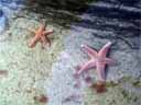 Starfish in Tide Pool