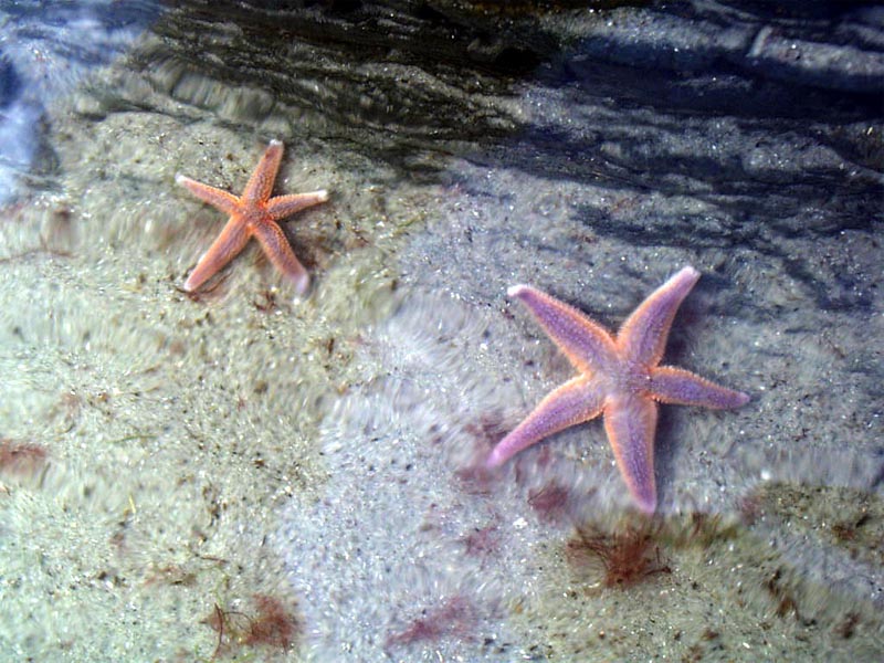 Starfish in Tide Pool wallpaper