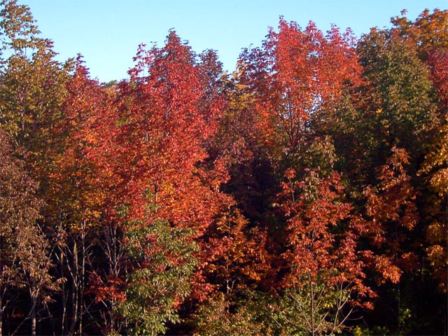 Autumn Ash Trees wallpaper