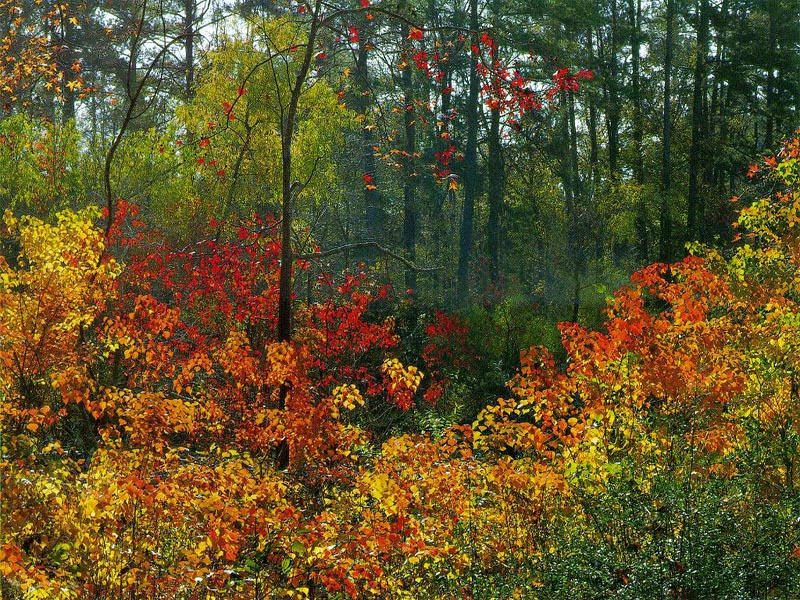Fall Forest Edge wallpaper