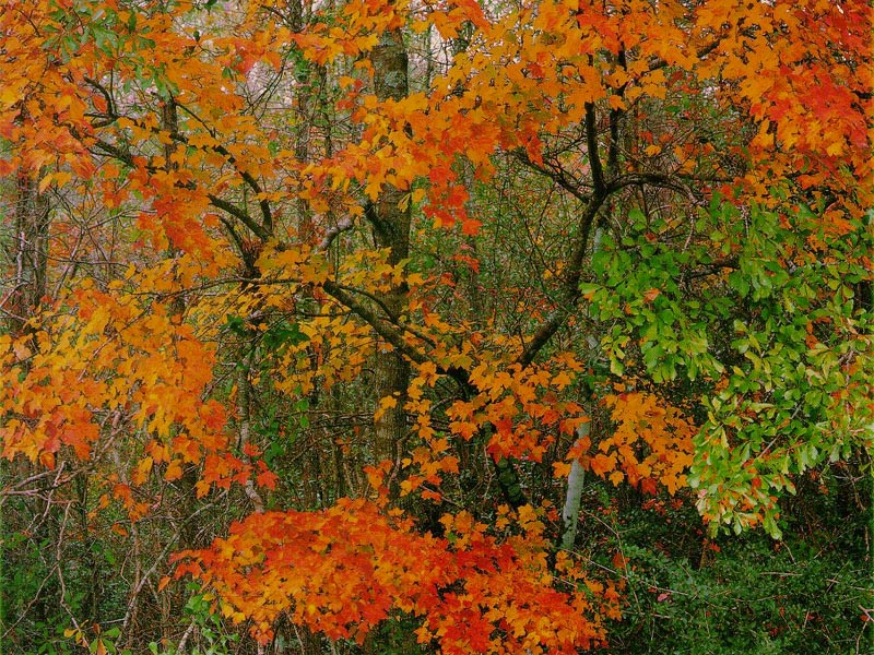 Fall Maples wallpaper