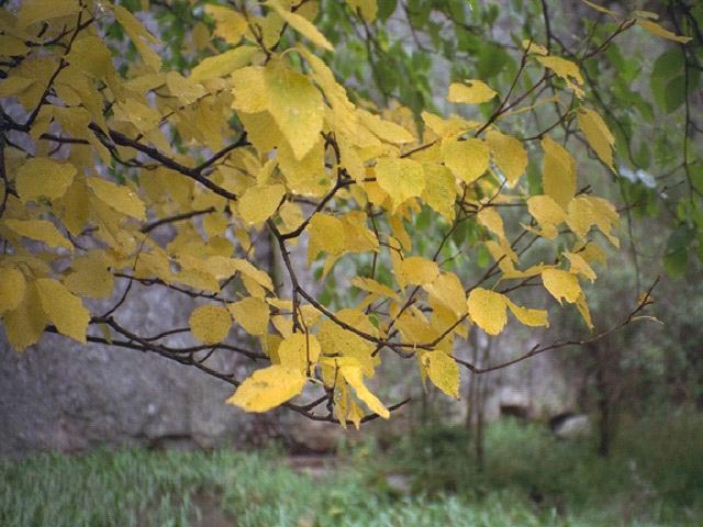 Yellow Leaves wallpaper