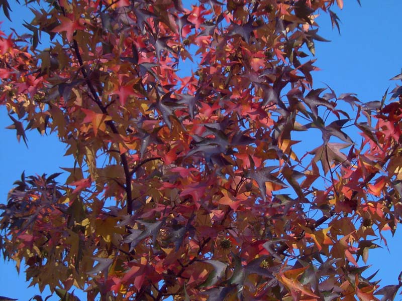 Sweetgum Tree in Autumn Color wallpaper
