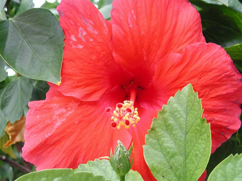 hibiscus wallpaper. Hibiscus Flower wallpaper