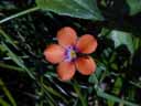 Pimpernel Flower