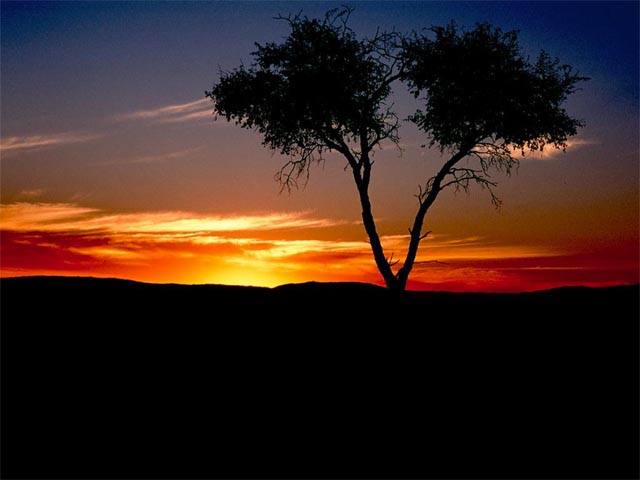 Sunset with Tree II wallpaper
