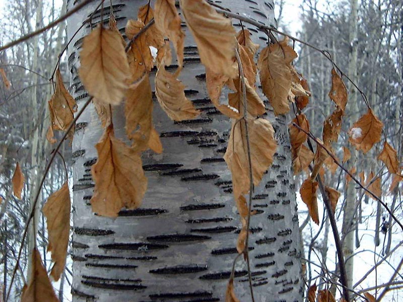 birch tree wallpaper. Birch Tree Trunk Wallp