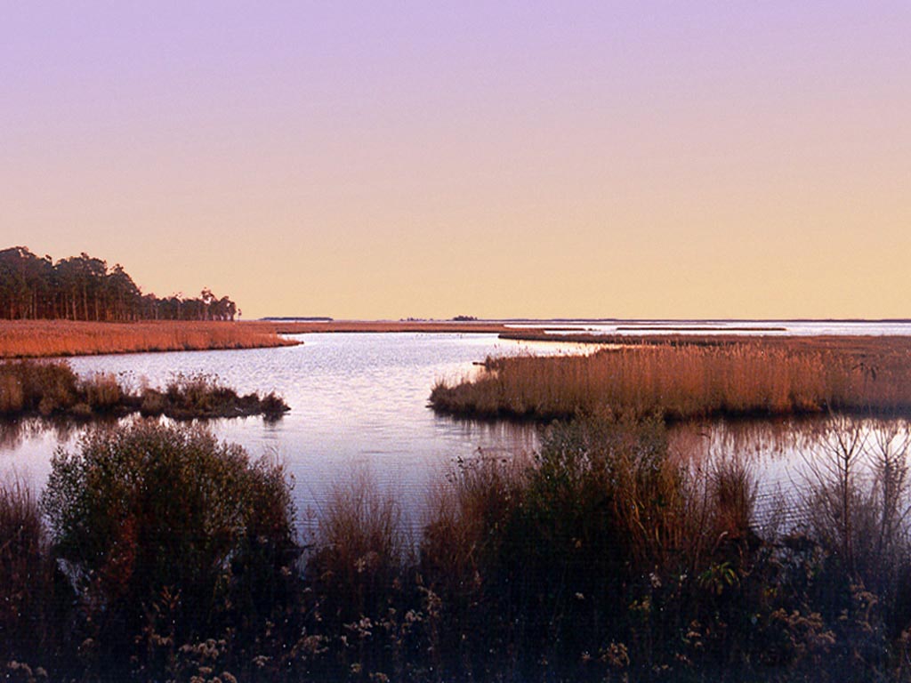 BlackWater National Wildlife Refuge Marsh wallpaper